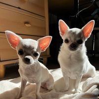 My dogs Una & Rue