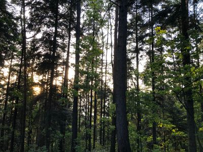 Trees, Flowers & plants