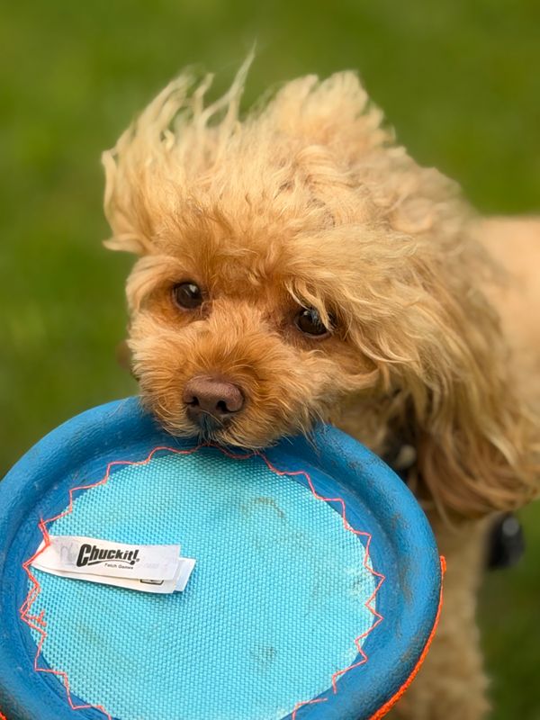 Poppy's Playtime Tracker